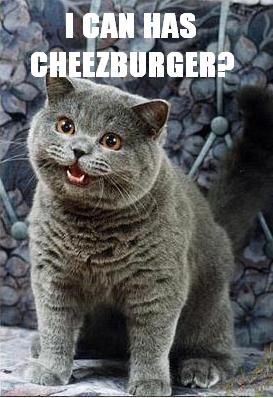 File:Graycat.jpg